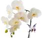 Preview: höhenverstellbarer Orchideenstab, Schmetterling (weiß-rosa)
